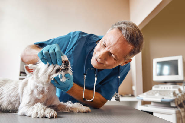 Best Emergency Dental Extractions in Glen Cove, NY